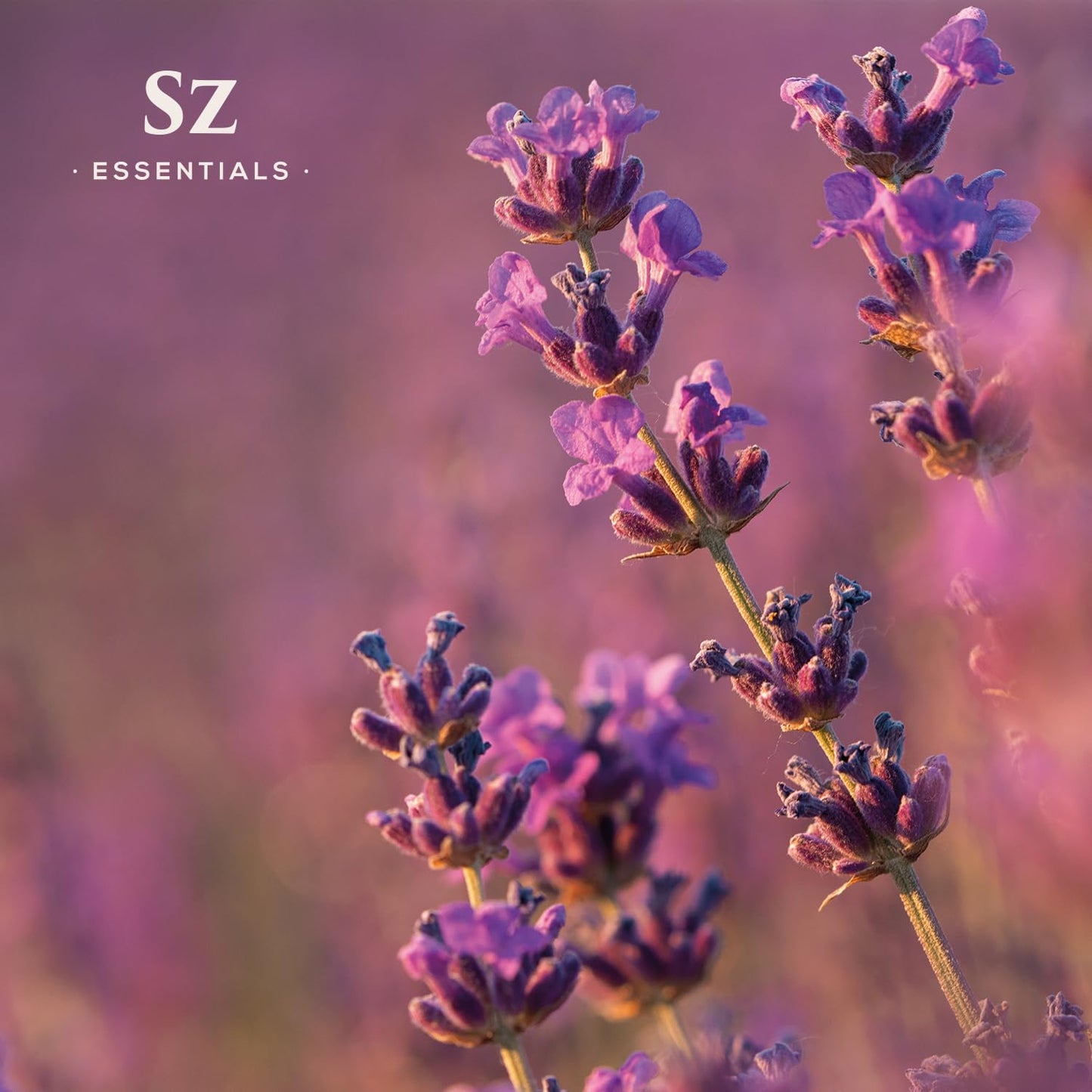 Grasse Lavender Essential Oil – Lavandula stoechas, 0.22 oz | Sz Essentials