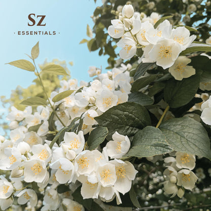 Sz Essentials Jasmine Absolute Essential Oil – Pure 0.17oz (5mL) – 4 Jasminum Species