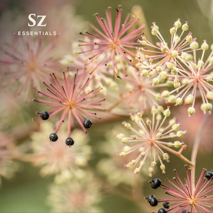 Sz Essentials Jatamansi Essential Oil – Pure Spikenard, Therapeutic Grade