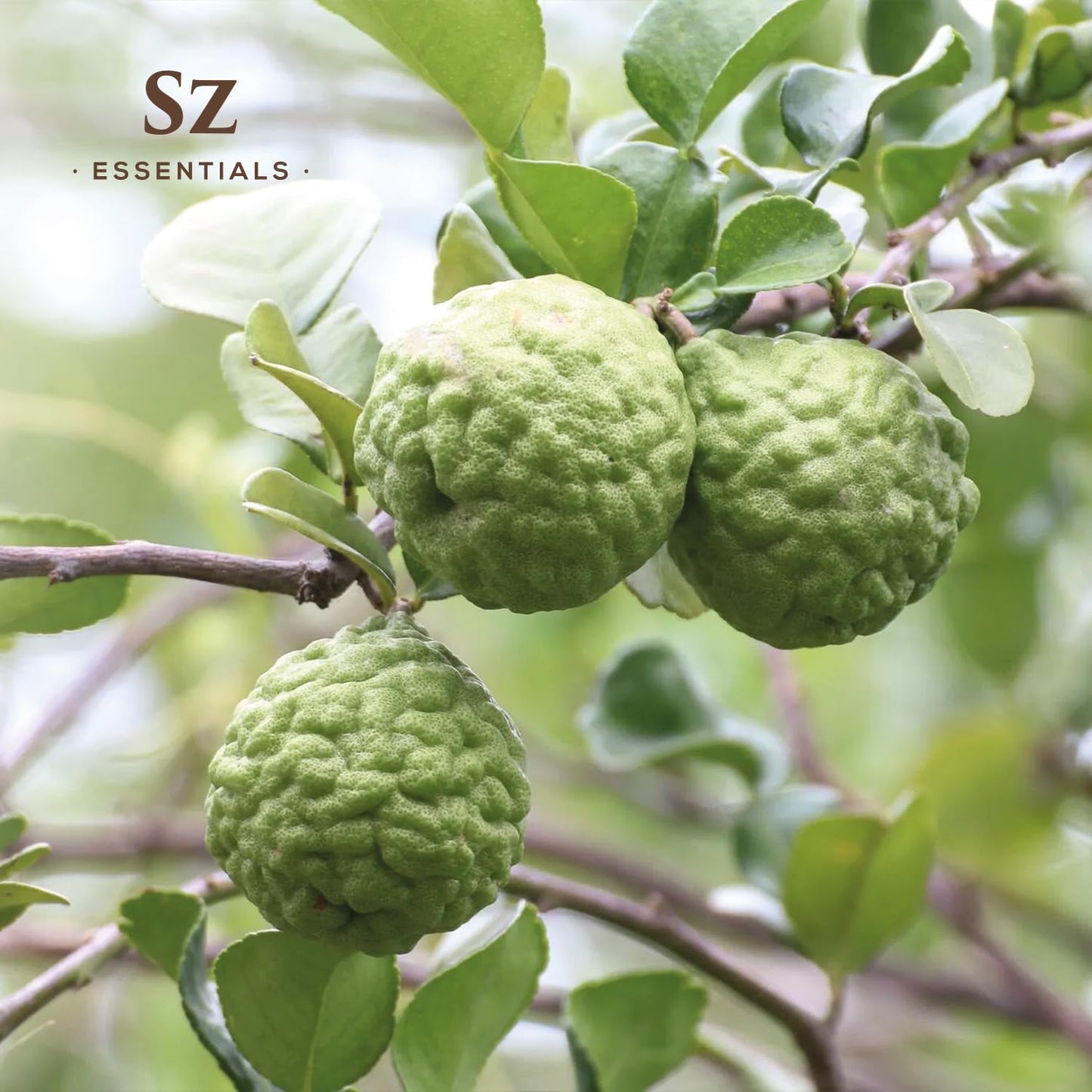 Sz Essentials Kaffir Lime Leaf Essential Oil – 100% Pure & Undiluted, Therapeutic Grade, Vegan (5ml)