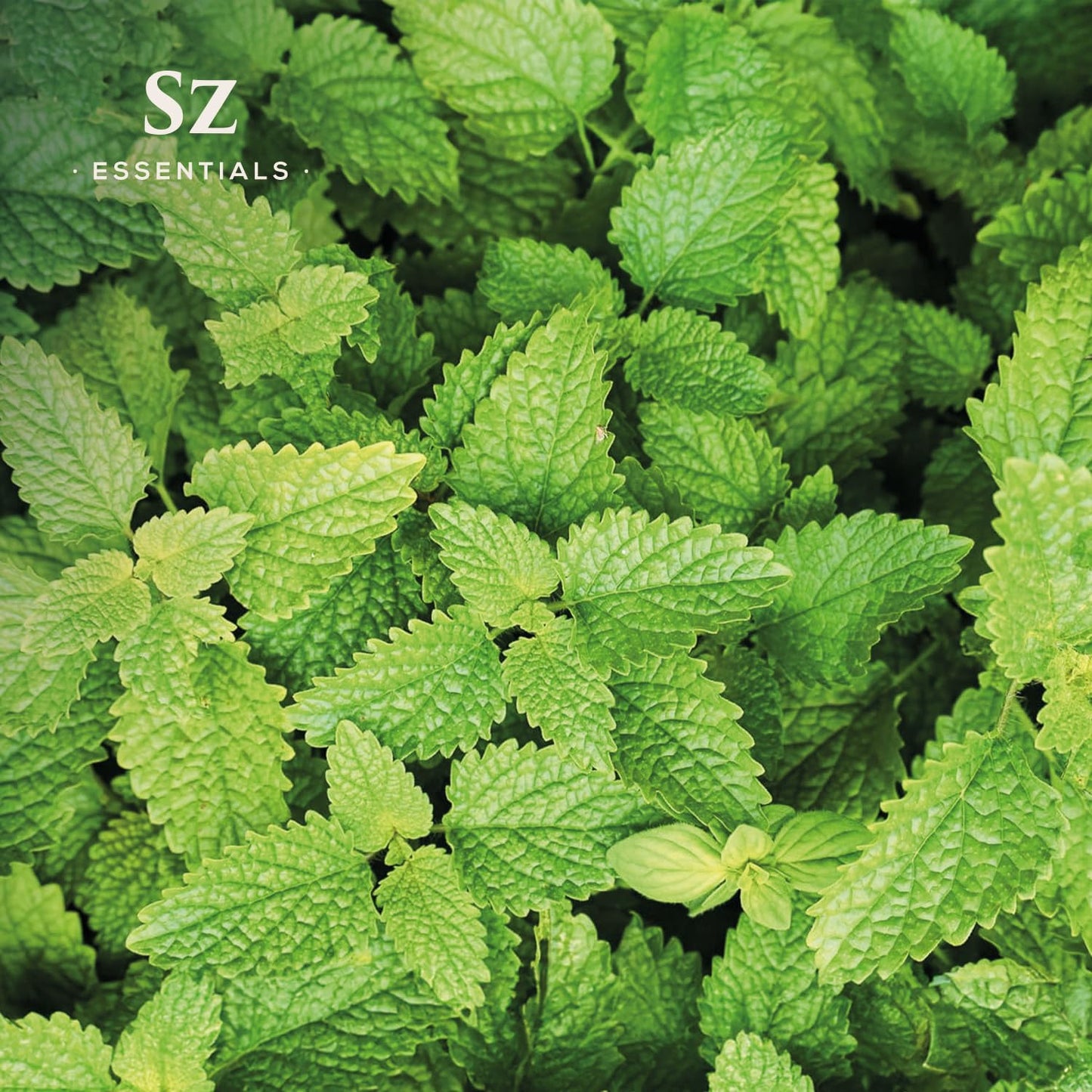 Melissa Essential Oil - 100% Pure & Undiluted (Lemon Balm) | SZ Essentials