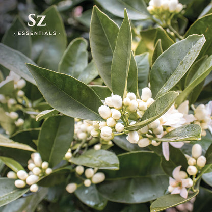 Sz Essentials Petitgrain Sur Fleurs Essential Oil – 100% Pure & Therapeutic Grade