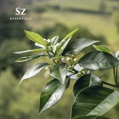 Sz Essentials Petitgrain Sur Fleurs Essential Oil – 100% Pure & Therapeutic Grade