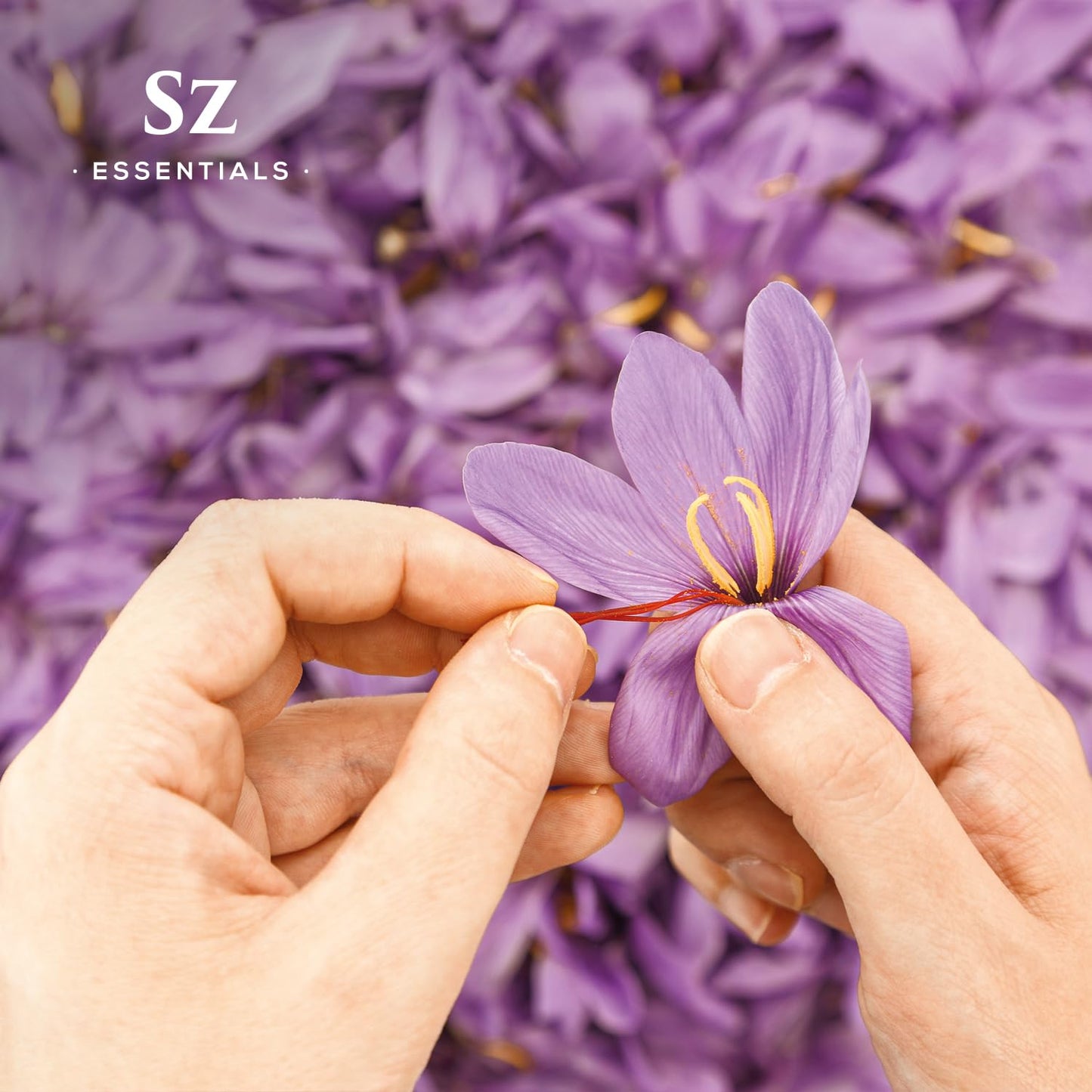 Sz Essentials Saffron Essential Oil – 100% Pure, Therapeutic Grade, Vegan (0.17oz/5ml)