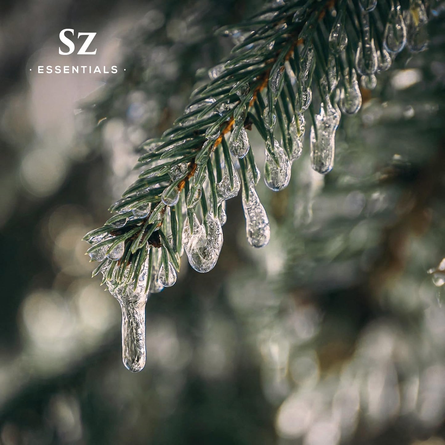 Sz Essentials Silver Pine Essential Oil - 100% Pure Pinus Sylvestris (5ml) | Therapeutic Grade & Vegan