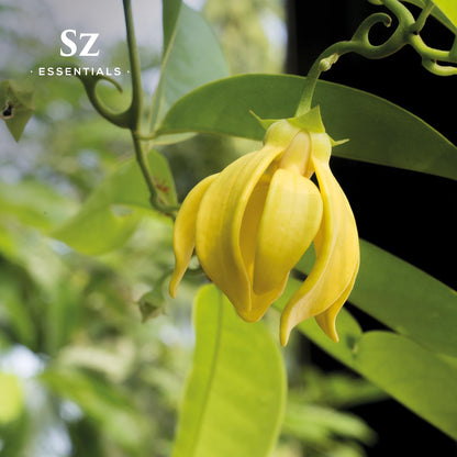 SZ Essentials Ylang Ylang Essential Oil – 0.17oz, 100% Pure & Undiluted