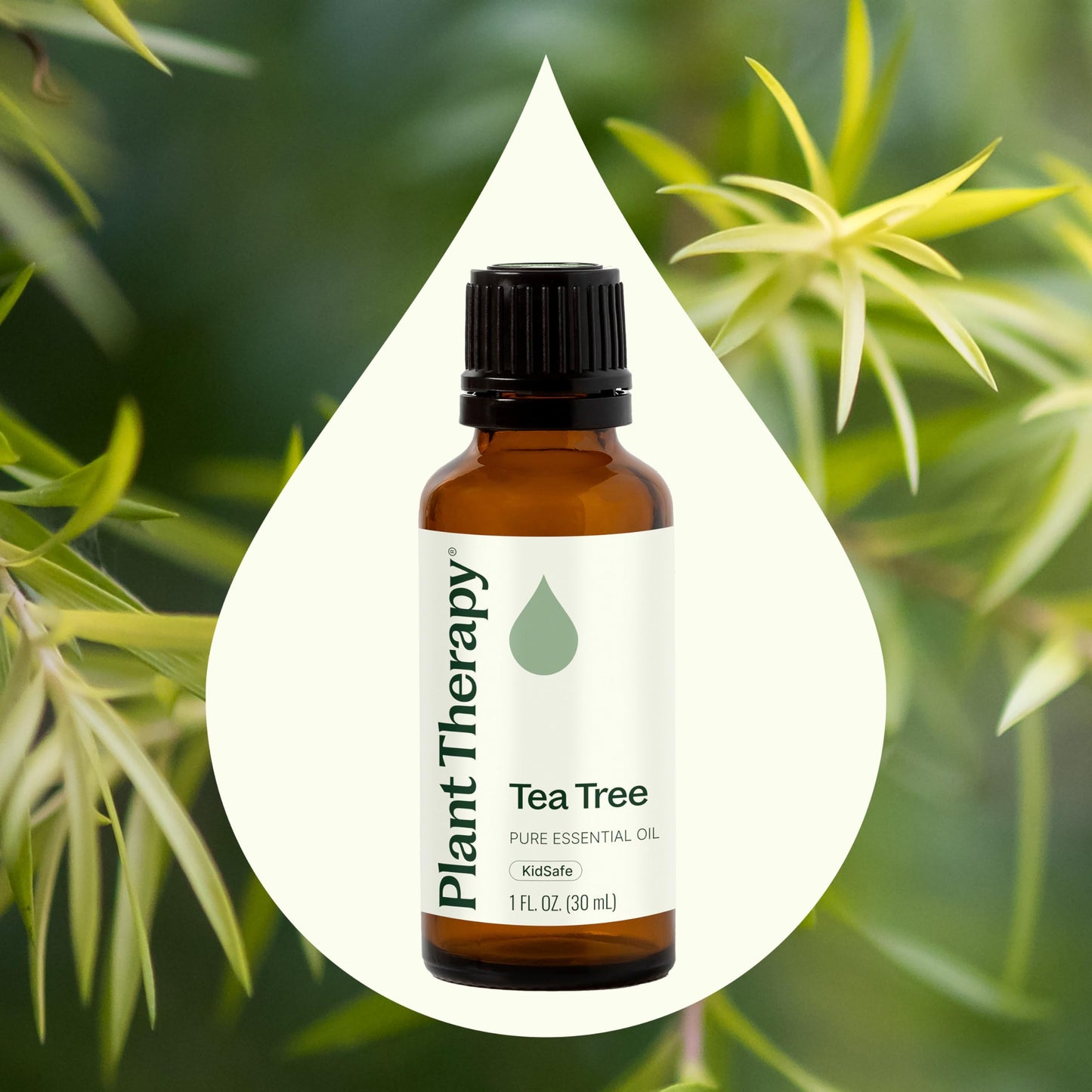 Plant Therapy Tea Tree Essential Oil 30 mL – 100% Pure & Therapeutic Grade