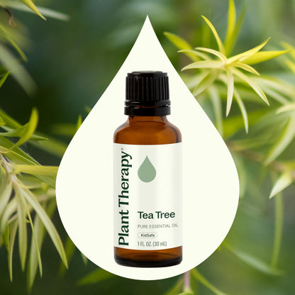 Plant Therapy Tea Tree Essential Oil 30 mL – 100% Pure & Therapeutic Grade