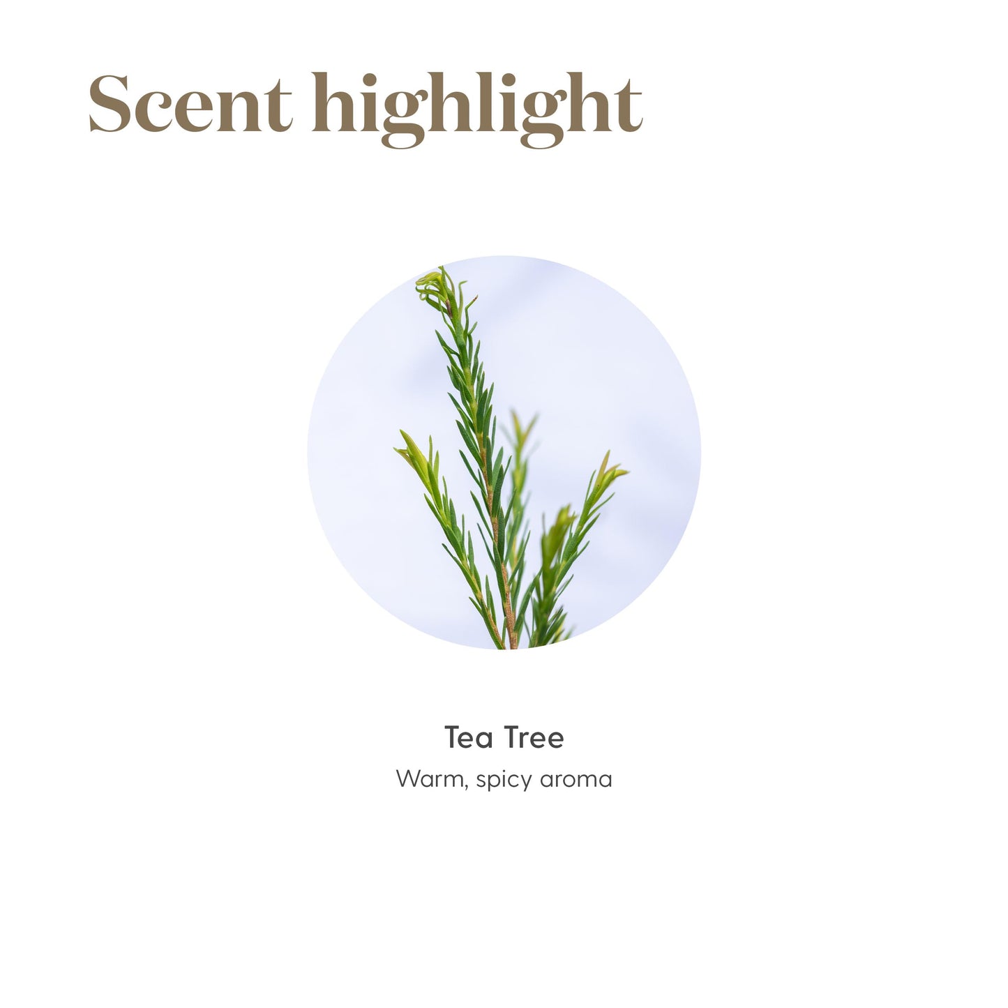 Tea Tree Essential Oil 5ml – Melaleuca Alternifolia by Young Living