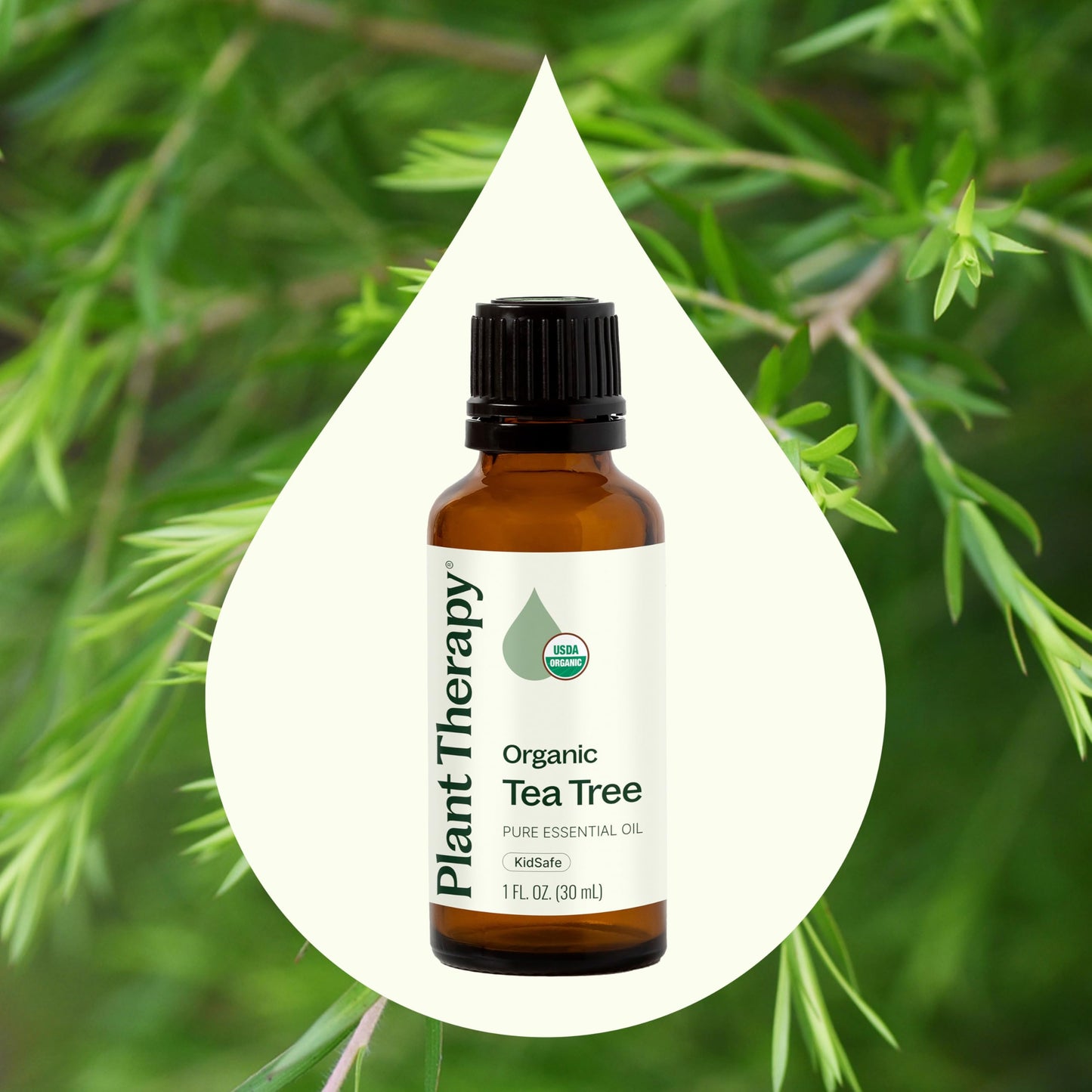 Plant Therapy Tea Tree Oil – 100% Pure, USDA Certified Organic Melaleuca (30 mL)
