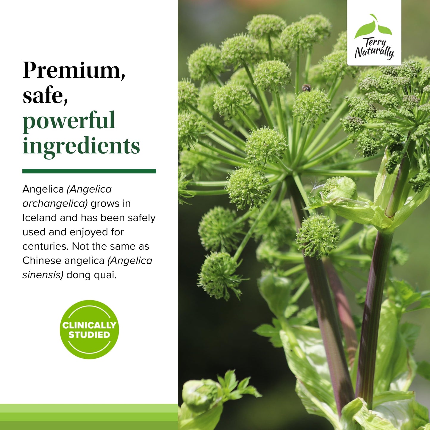 Terry Naturally SagePro Bladder: Bladder Support | Angelica Leaf Extract | Vegan 30 Capsules