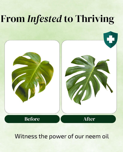 Neem Oil for Plants Refill – 30 Spray Bottles (480 fl oz) with Lavender, Peppermint & Rosemary | The Green Alcove