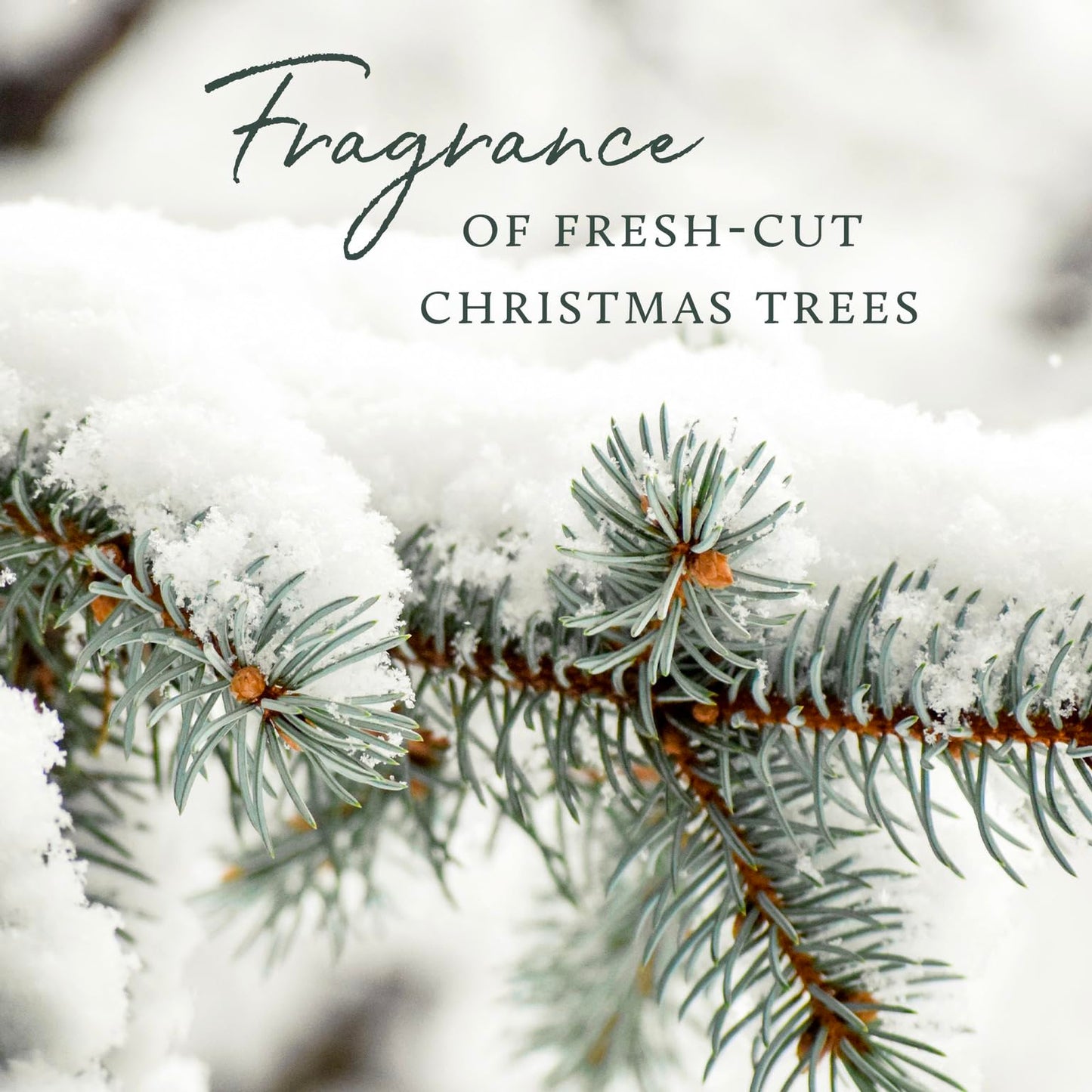 Thymes Frasier Fir Candles - Silver Pine Needle Luminary, 20 oz | Statement Collection