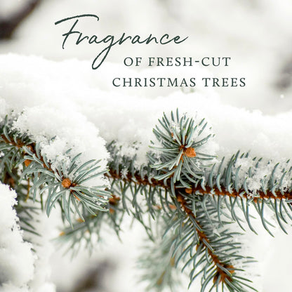 Thymes Frasier Fir Candles - Silver Pine Needle Luminary, 20 oz | Statement Collection