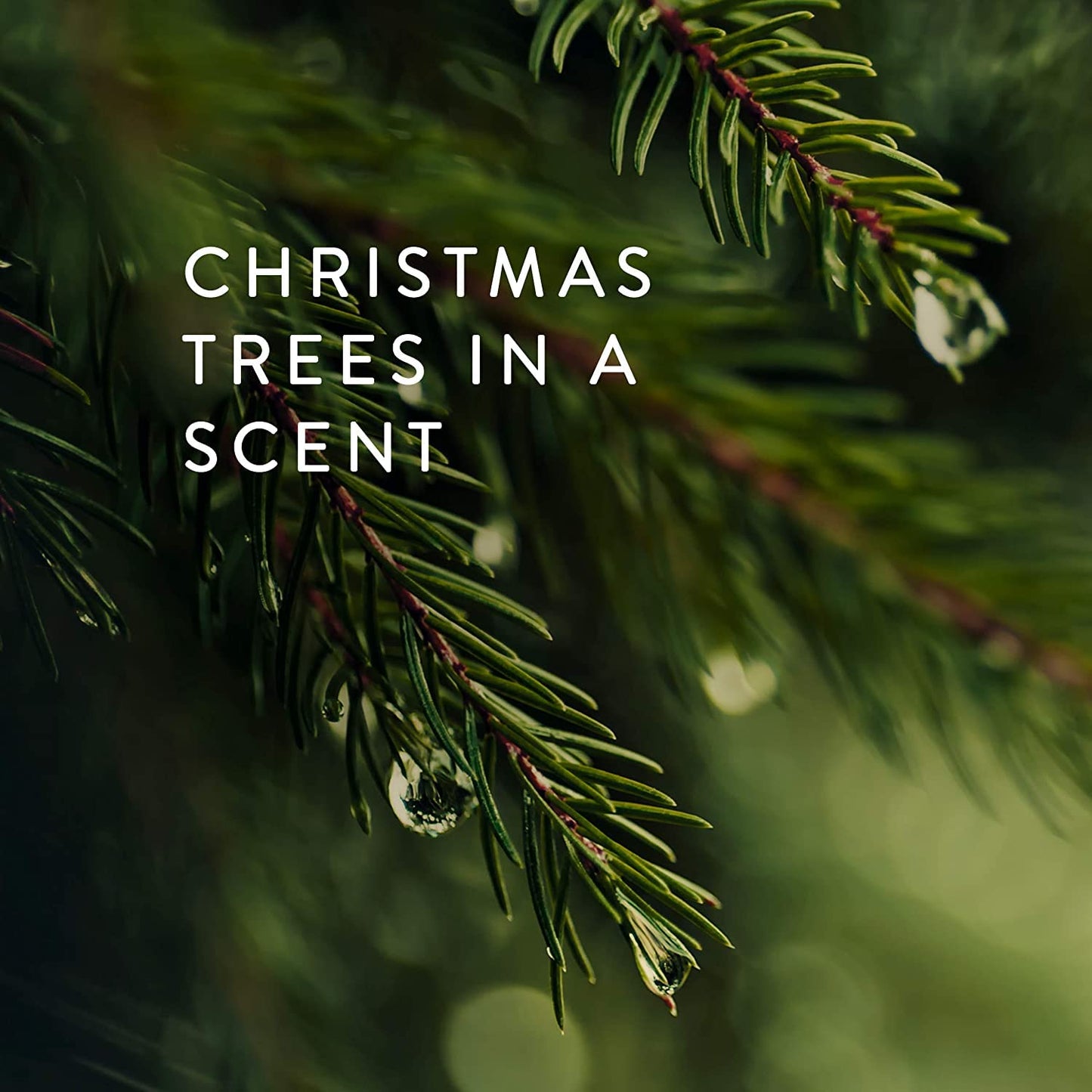 Thymes Frasier Fir Scented Candles – 4-Wick 21 oz | Luxury Home Fragrance Gift