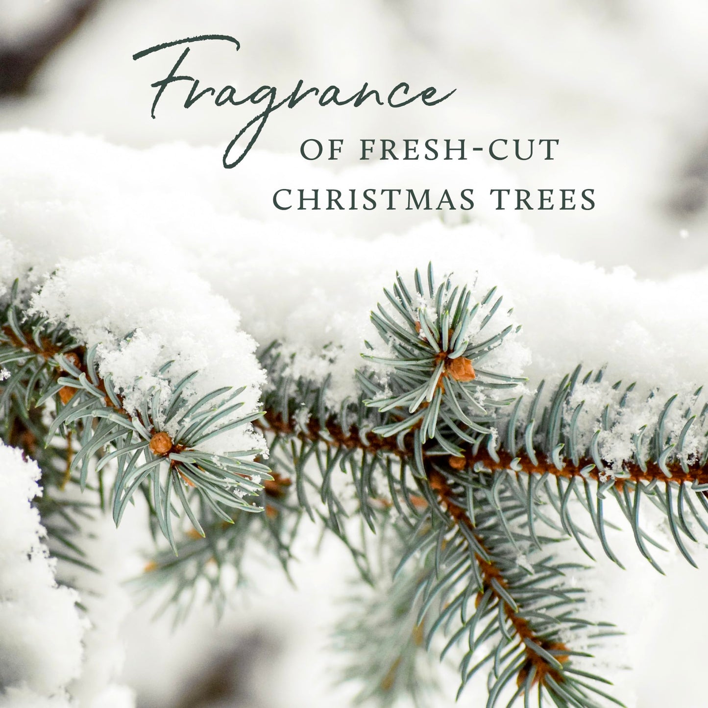 Thymes x Pura 4 Smart Diffuser Kit – Frasier Fir
