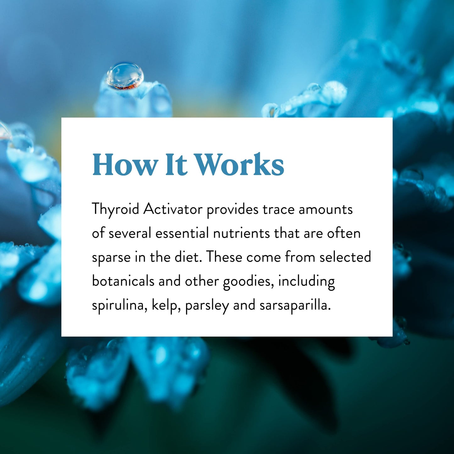 Nature's Sunshine Thyroid Activator 100 Capsules | Herbal Thyroid Support