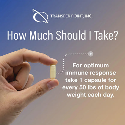Transfer Point Immune Support Supplement – Highly Purified Beta Glucan 500 mg Capsule (Pack of 1) BritishVita | Premium UK Vitamins & Wellness Supplements