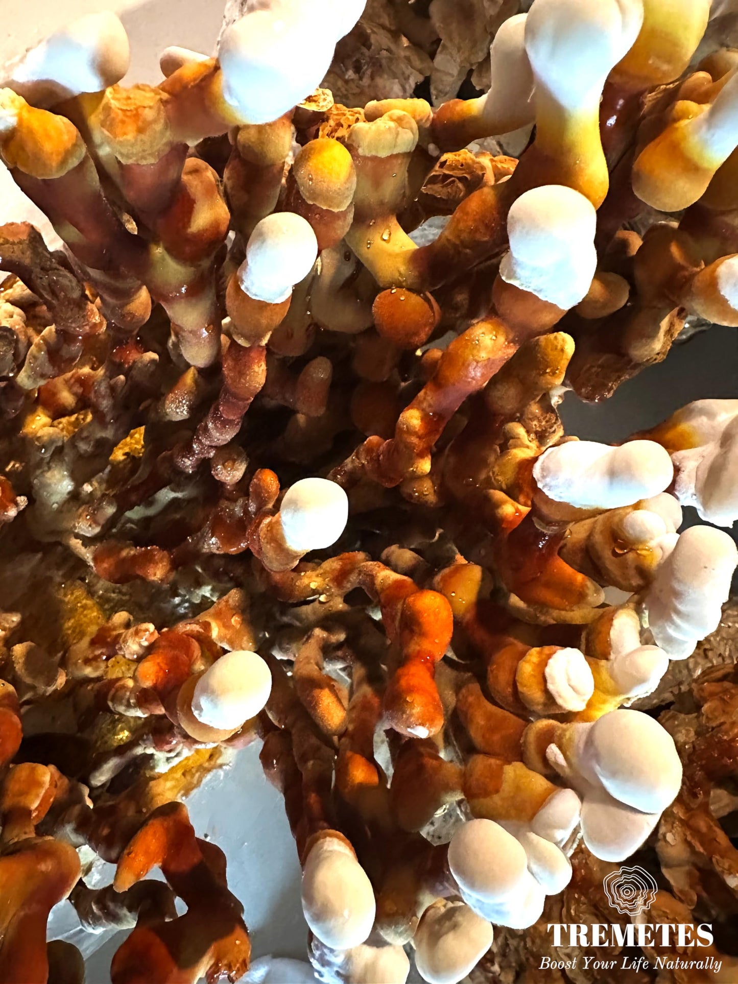 Tremetes Antler Reishi Mushroom – 37.8% Beta-Glucans | Tea Slices in Amber Jar