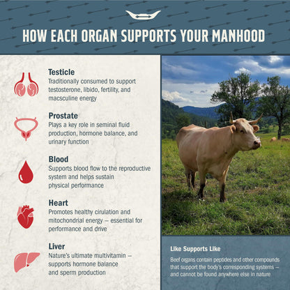 Grass-Fed Beef Organ Supplement for Men – Testicle, Prostate, Blood, Liver & Heart (3000mg)