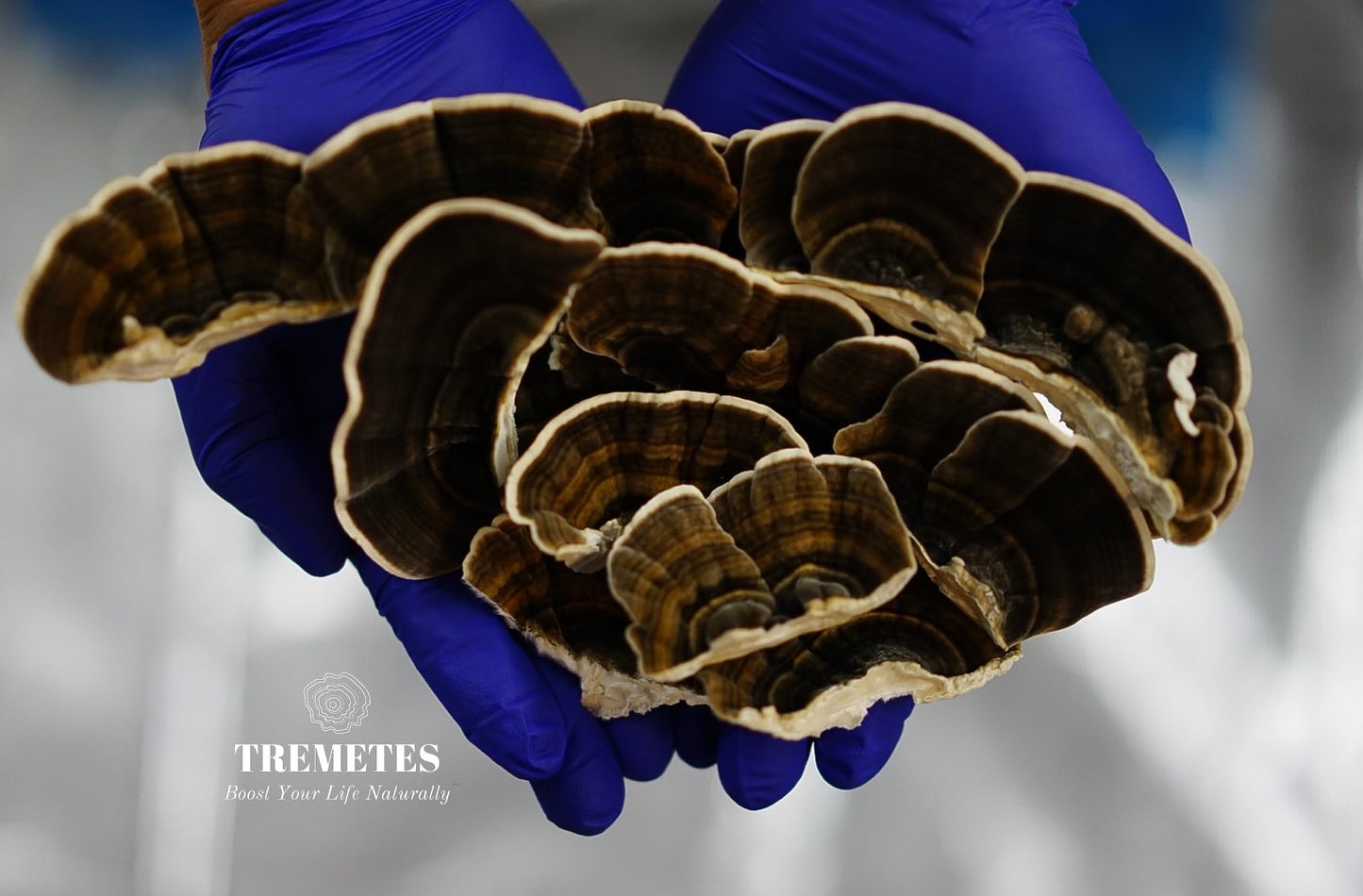 Turkey Tail Mushroom Fruiting Body – Lab-Verified 41.2% Beta-Glucans for Tea | Amber Glass Jar