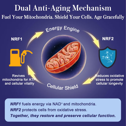 NRF1 & NRF2 Supplement 1500mg | Dual Activator with CoQ10, Curcumin, Trans-Resveratrol & Ashwagandha | 60 Capsules