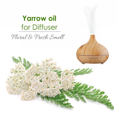Yarrow Essential Oil – Pure & Undiluted (Achillea millefolium), 50 ml
