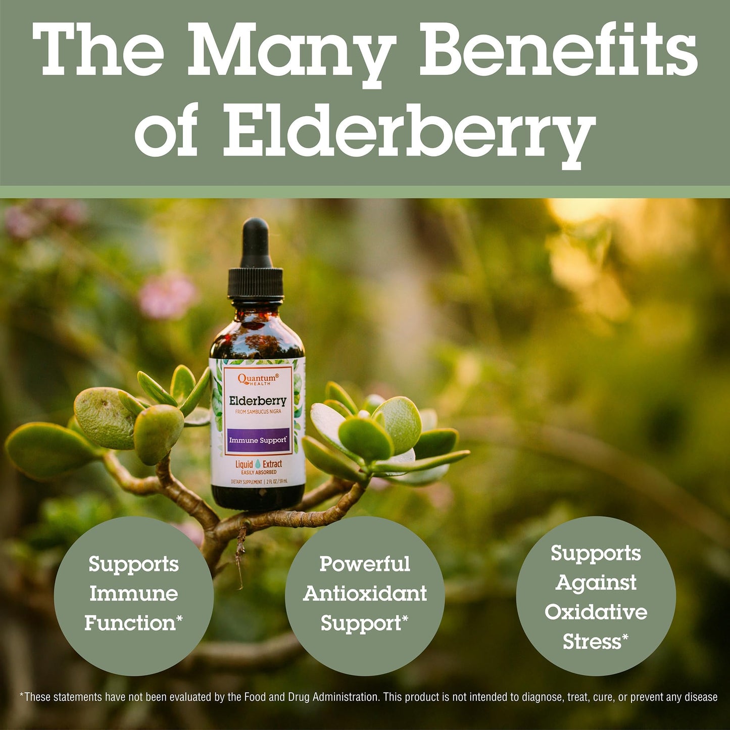 Quantum Health Black Elderberry Liquid Extract 700mg | Immune Support (Sambucus nigra) 2oz - Vegan