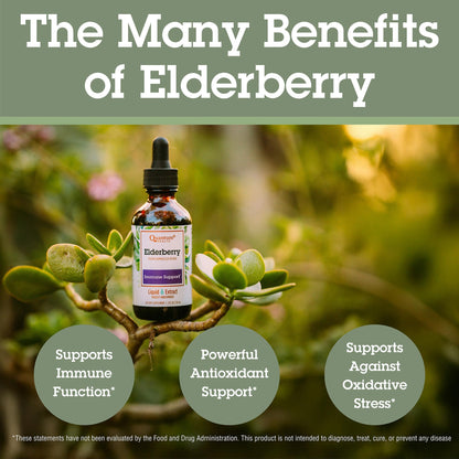 Quantum Health Black Elderberry Liquid Extract 700mg | Immune Support (Sambucus nigra) 2oz - Vegan