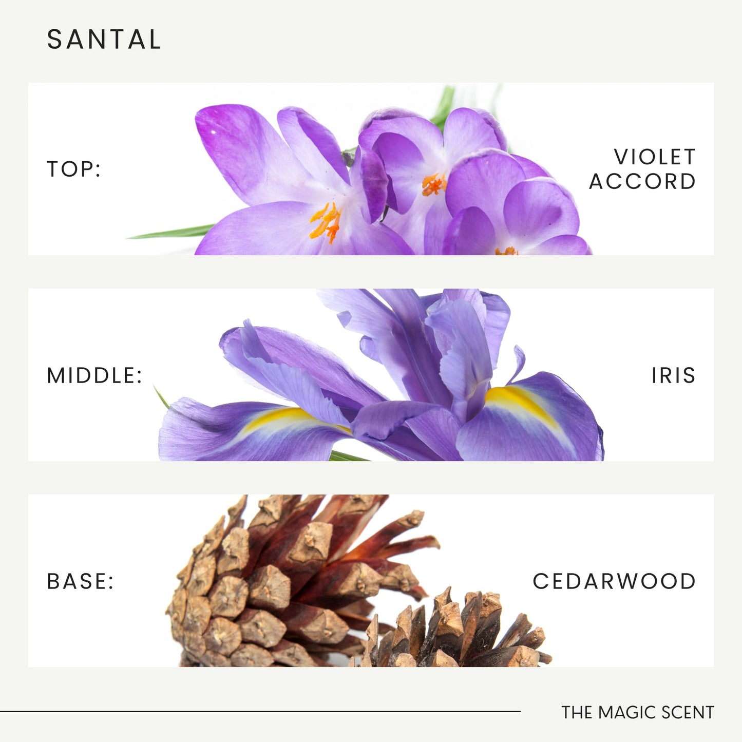 The Magic Scent Santal Diffuser Oil – Fragrance Oil for Diffusers | Sandalwood, Musk & Cardamom | 16.9 fl oz (500 mL) | Cold-Air & Ultrasonic