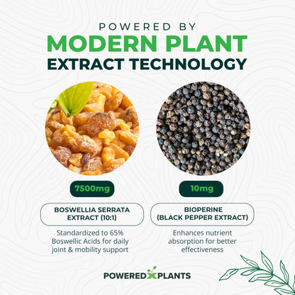 Boswellia Serrata Extract Joint Support – Powered by Plants | 65% Boswellic Acids + BioPerine | 120 Vegan Capsules