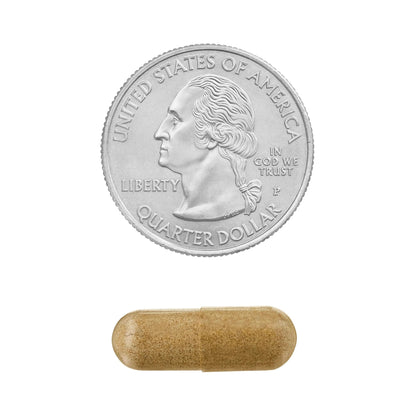 Echinacea Goldenseal Blend – 900 mg, 75 Vegetarian Capsules | Daily Wellness Supplement