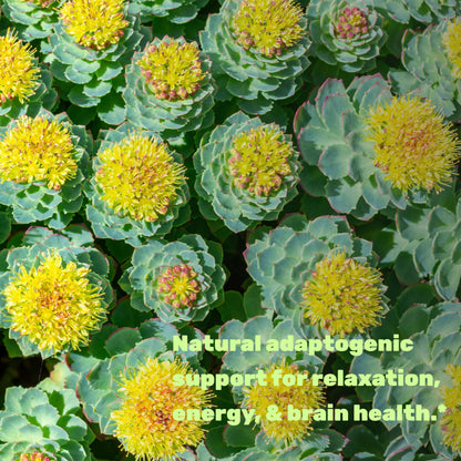 Rhodiola Rosea with Ashwagandha – 240 Veggie Capsules | Max Strength 10:1