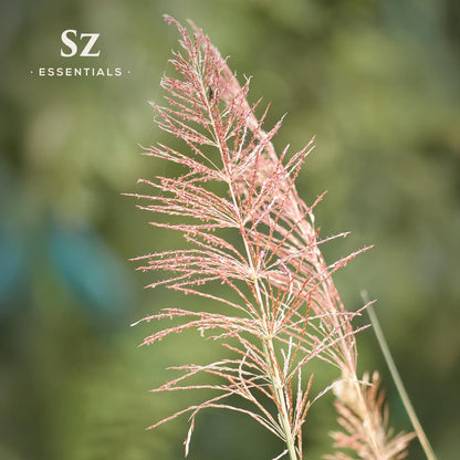 Sz Essentials Vetiver Essential Oil - 100% Pure & Undiluted (5 mL) | Therapeutic Grade