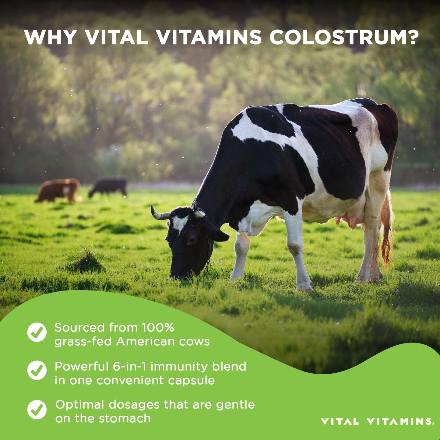 Vital Vitamins Colostrum Supplement – IgG 10% | Vitamin C, Zinc & Selenium | Grass-Fed 60 Caps