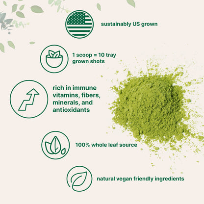 Micro Ingredients Organic Wheat Grass Powder – 16 oz, US Grown, 100% Whole-Leaf, Vegan