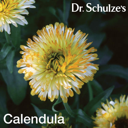 Dr. Schulze's Deep Tissue Oil – Herbal Support for Muscles, Tendons & Joints