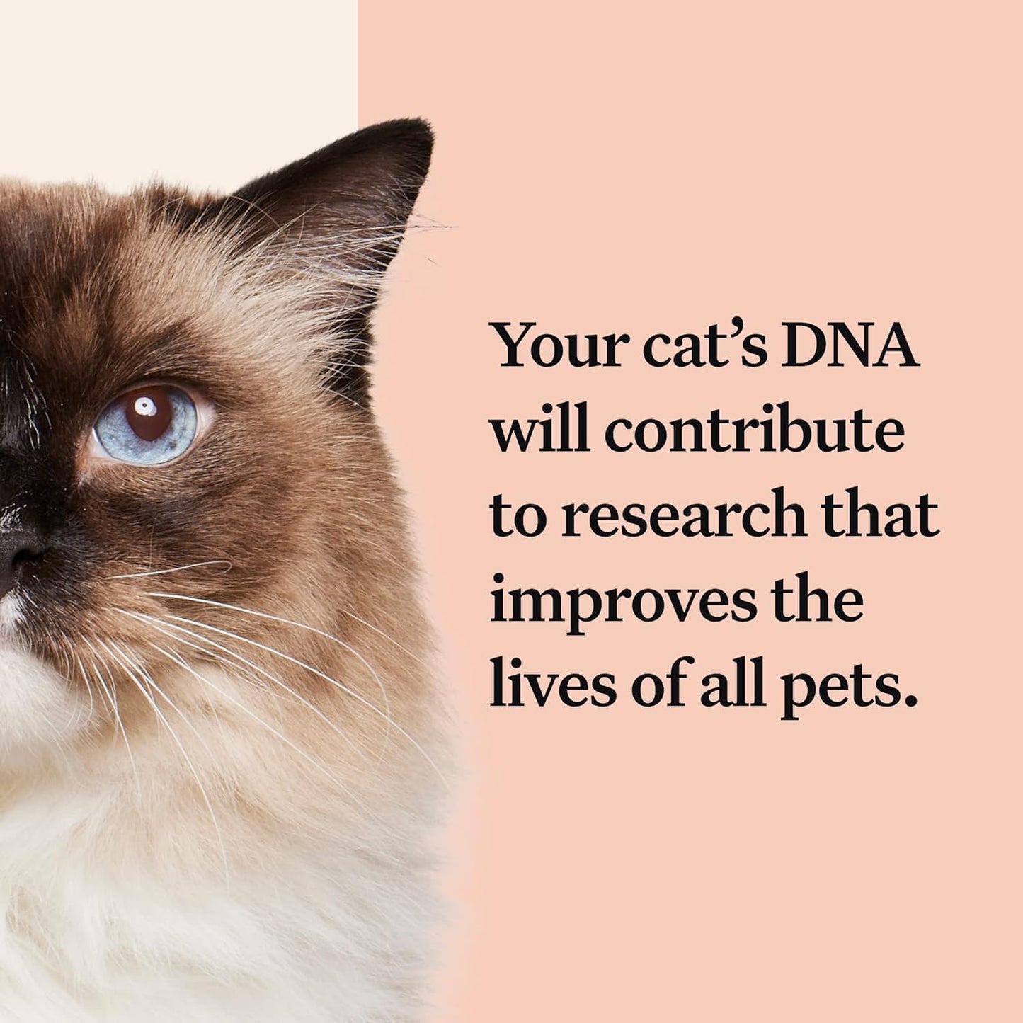 Wisdom Panel Complete: Comprehensive Cat DNA Test kit for 45 Health Genetic Health Conditions, 70+ Breeds and populations, 25+ Traits, Blood Type - Pack of 2