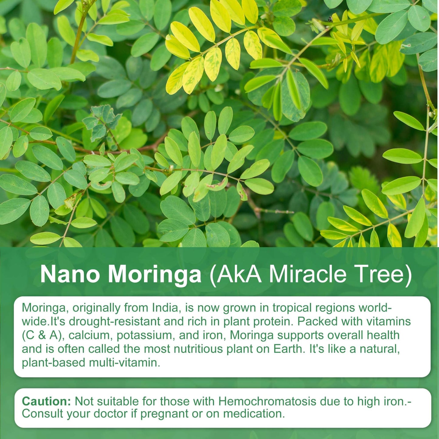 Xemenry Moringa Capsules 800mg | Energy, Immune & Gut Health - 120 Caps