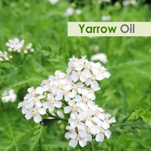 Yarrow Essential Oil – Pure & Undiluted (Achillea millefolium), 50 ml