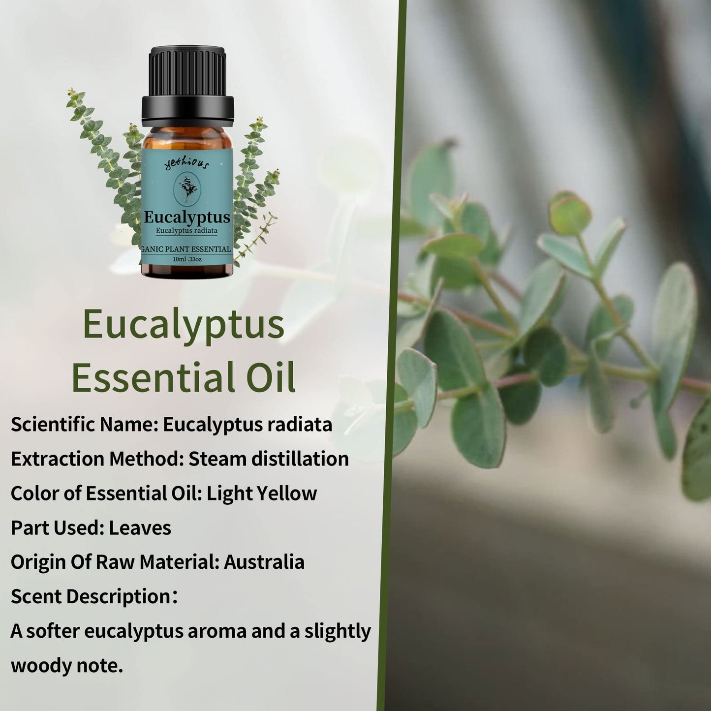 Yethious Eucalyptus Essential Oil 10ml – Diffuser & Aromatherapy