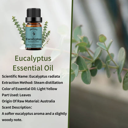 Yethious Eucalyptus Essential Oil 10ml – Diffuser & Aromatherapy