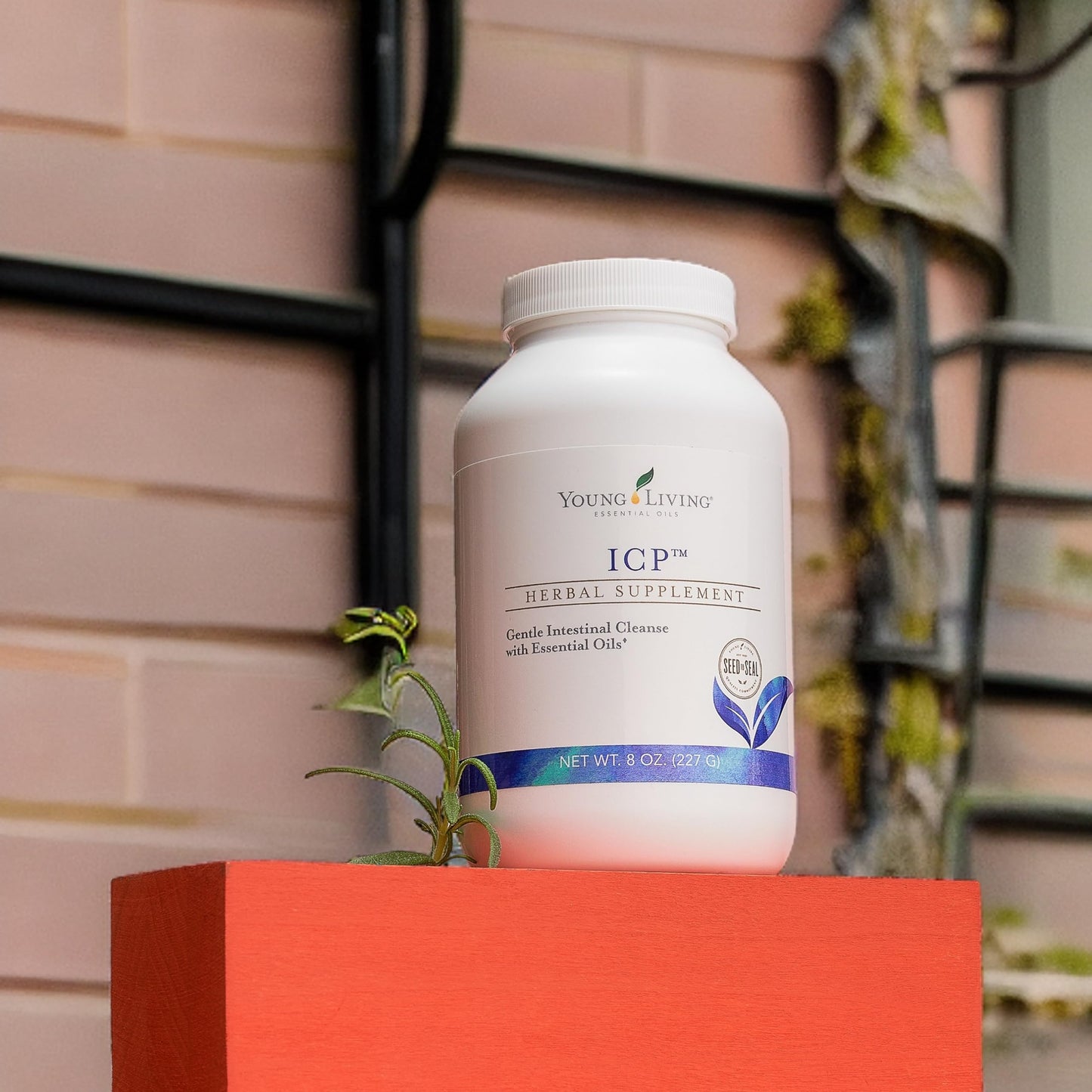 Young Living ICP 8oz Premium Psyllium Fiber Powder for Digestive Support