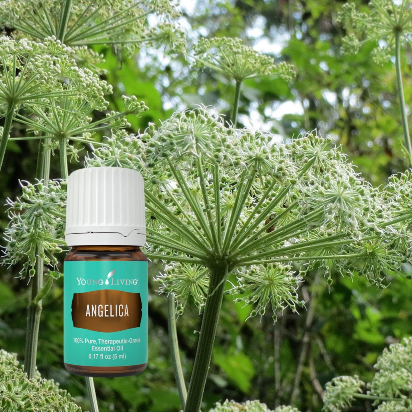Young Living Angelica Premium Essential Oil – Calming Aromatic Diffuser Blend (5ml)