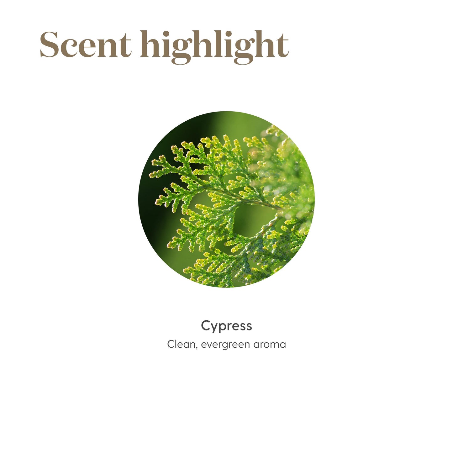 Young Living Cypress Essential Oil 5 ml | Hair Skin Scalp Support & Grounding Aromatherapy