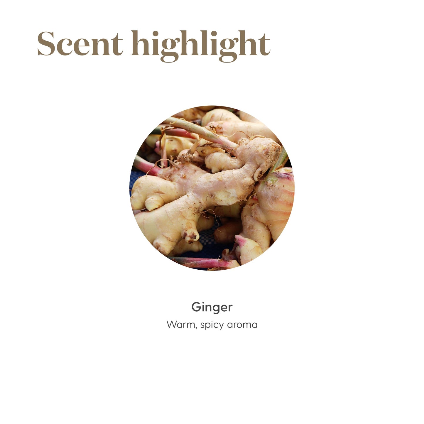 Young Living Ginger Vitality 5ml – Empowerment Aromatherapy & Culinary Essential Oil