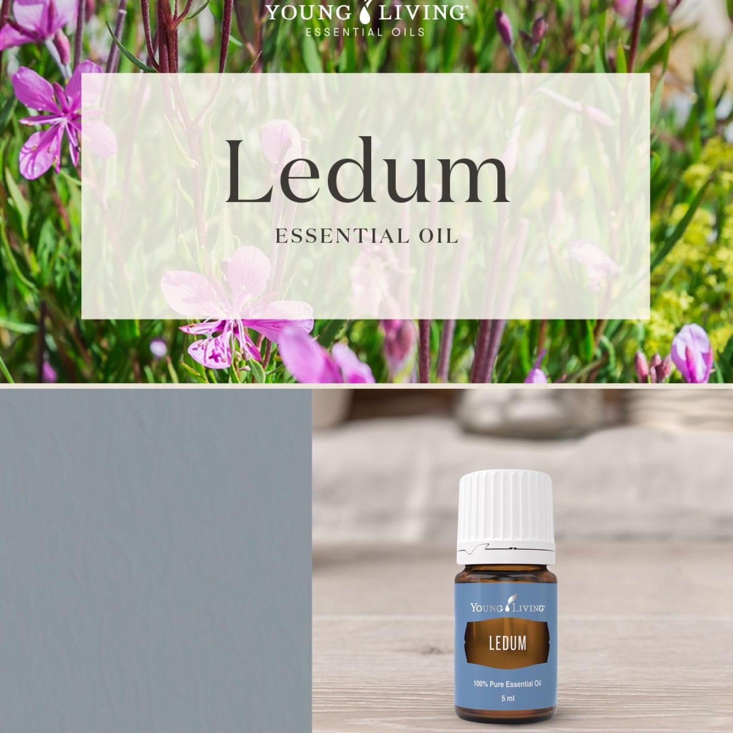 Young Living Ledum Premium Essential Oil 5ml – Meditation & Sacred Diffuser