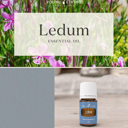 Young Living Ledum Premium Essential Oil 5ml – Meditation & Sacred Diffuser