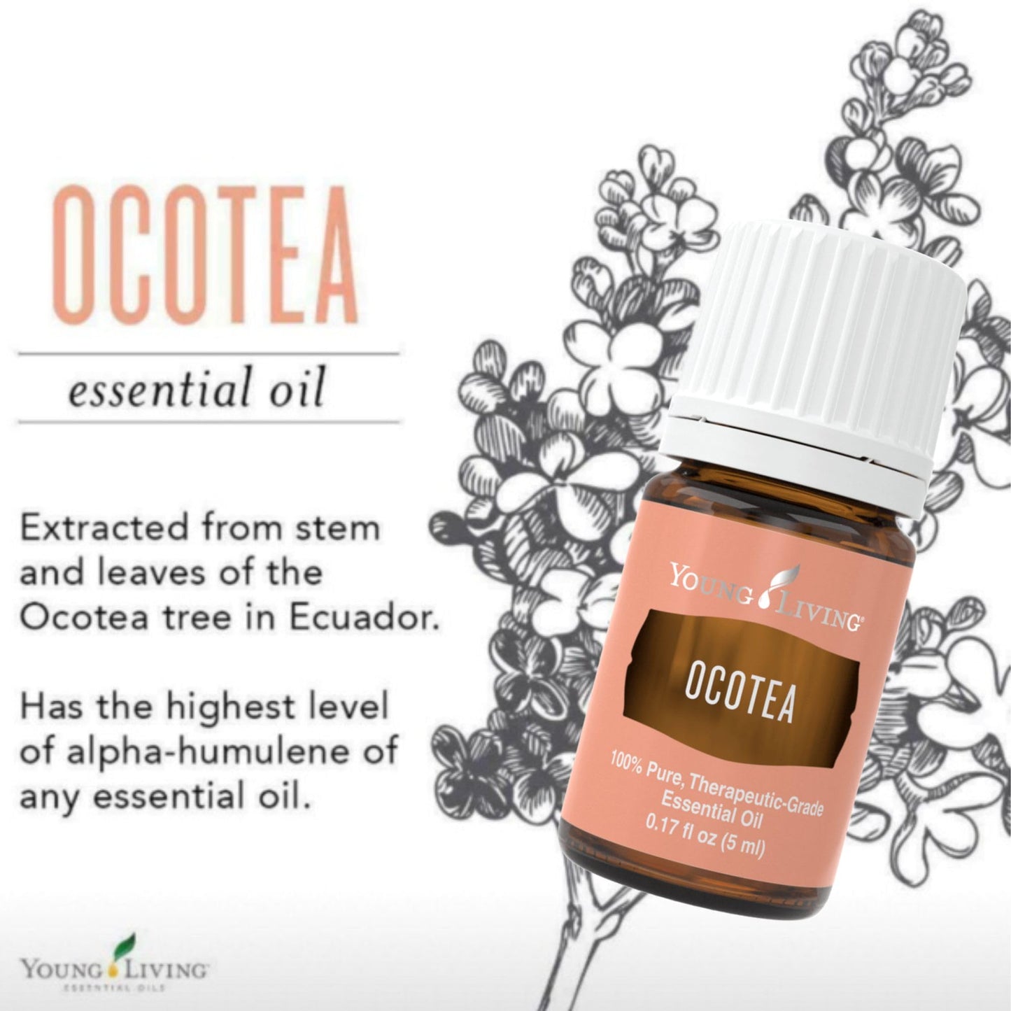 Young Living Ocotea Essential Oil 5 ml | Warm, Spicy Aroma & Skin Cleansing