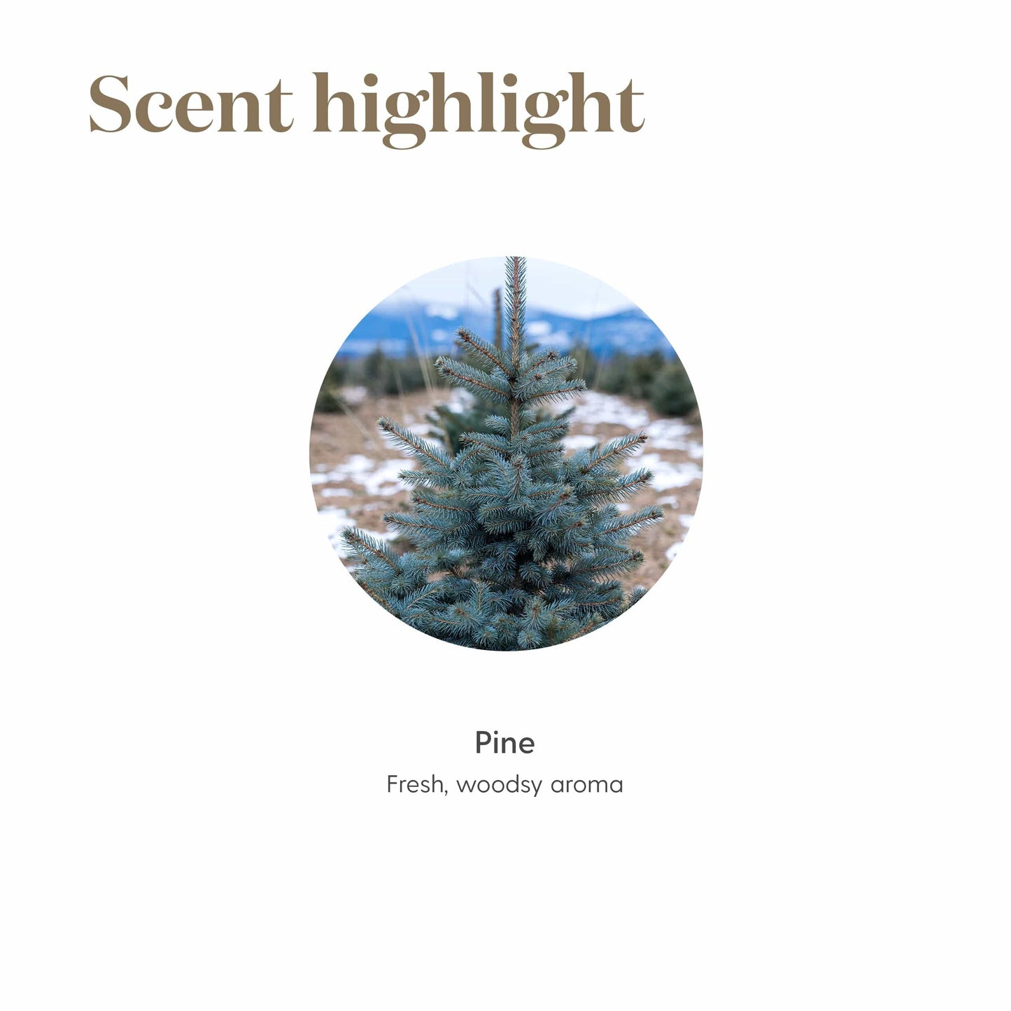 Young Living Pine Essential Oil 5ml – Pure Pine for Diffusers